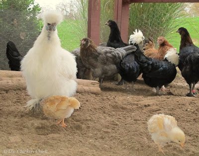 A free-feed dining option is the most common in backyard flocks, one in which chickens eat in small increments at their leisure throughout the day.