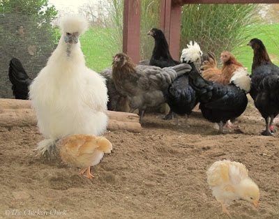 20% Flock Maker Pellet for Mixed Flocks