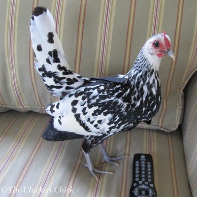 Chicken diapers and saddles | Silver Spangled Hamburg Hen wearing a chicken diaper