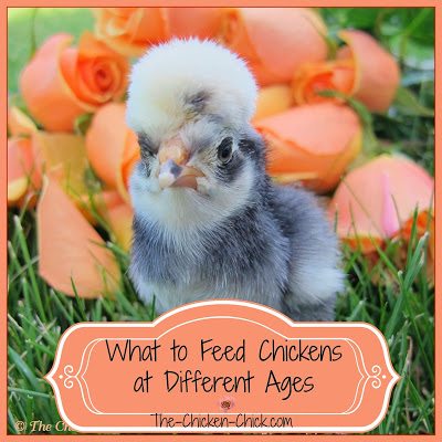  Chickens at different stages of development require different feed formulations.