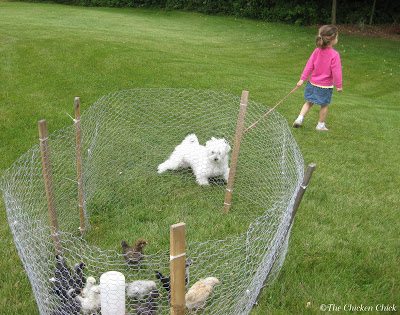 Coop Security: Hardware Cloth vs Chicken Wire