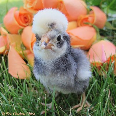 White Crested Blue Polish chick.