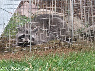 Coop Security: Hardware Cloth vs Chicken Wire