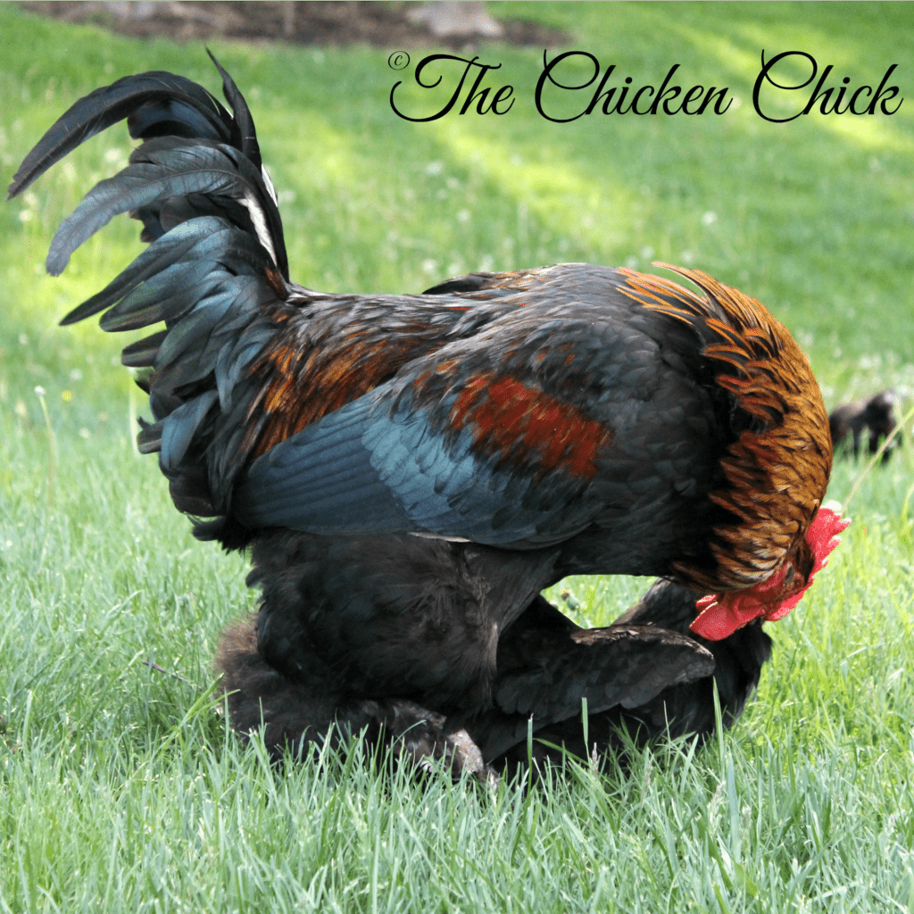 Rooster mating hen