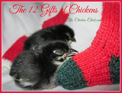 The 12 Gifts of Chickens