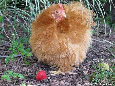 Feeding Chickens at Different Ages