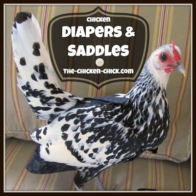 Chicken diapers and saddles