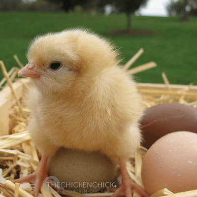 Day-old chicks through 8 weeks old require starter feed containing 20% protein. Starter feed contains the highest percentage of protein a layer will ever consume, which makes sense given their astronomical rate of growth in the first few months of life.