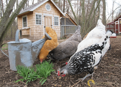 Feeding Chickens at Different Ages