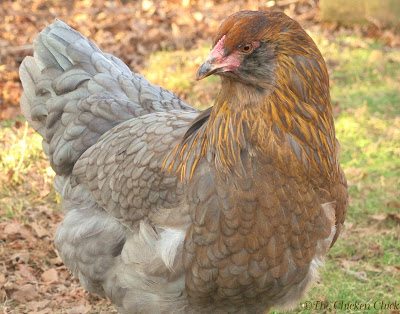  The only way to accurately diagnose cocci in living chickens is to have a fecal float test performed by a vet. Most veterinarians will gladly perform this test for a nominal fee, if any, even if they do not treat chickens.