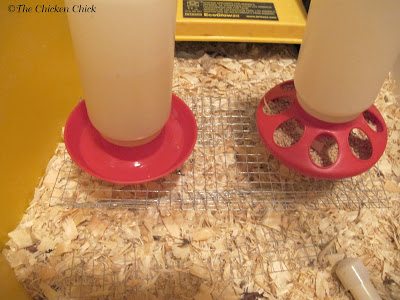 Chick water riser in brooder keeps water cleaner longer.