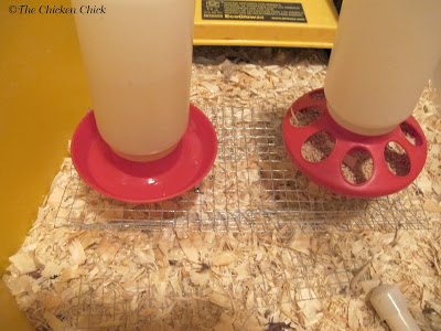 How Often to Clean Chicken Brooder  