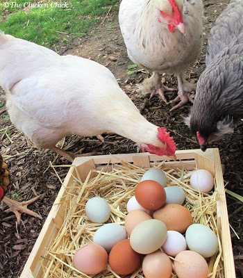 Everyone loves fresh eggs, and chickens are no exception. Hens often start eating eggs when they discover a broken egg in a nest box. Once a chicken gets the taste of this high-protein, nutritious snack, it becomes difficult to deter intentional egg breaking and eating. 