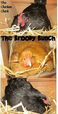  A broody hen in the coop can affect a flock’s egg production. Not only does she stop laying eggs; the mere sight of her sitting on a nest can inspire a chain reaction of hens to brood, resulting in fewer eggs overall. 