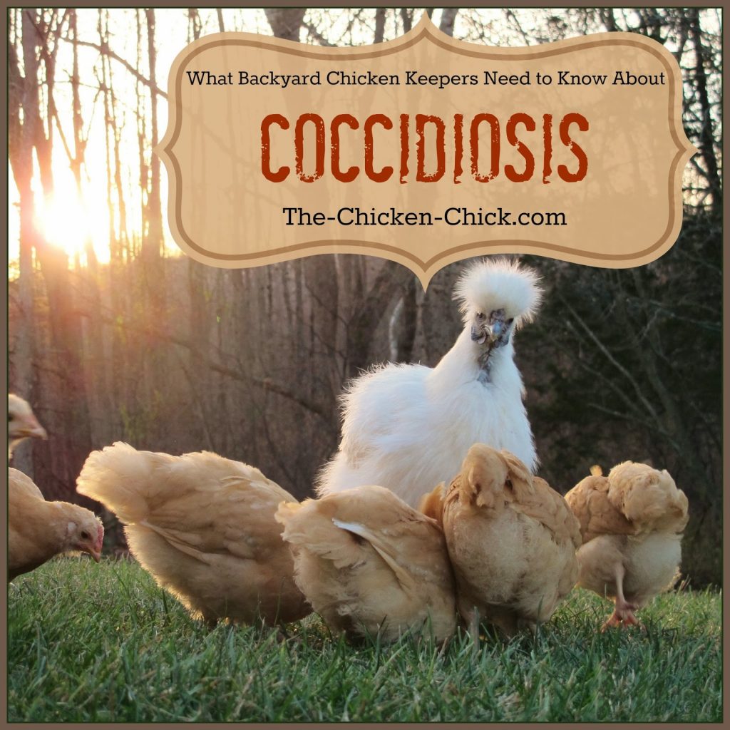  Coccidiosis is a common and very serious problem in chickens and one that every chicken keeper should know about before the first chick's feet hit the brooder floor. With a little common sense and good flock management practices, cocci can be controlled and easily treated when necessary.
