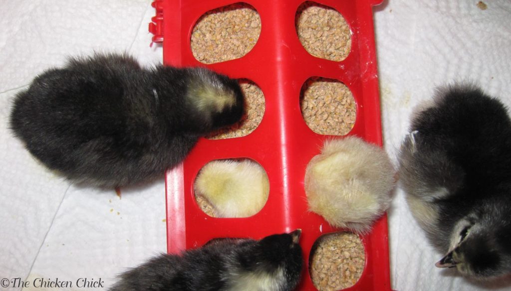 Coccidiosis is the most common cause of death in brooder chicks
