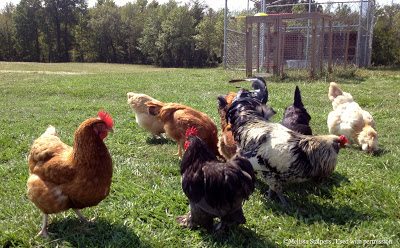 This flock was lost due to improper quarantine procedures when new chickens were brought into the backyard.