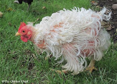  Hens divert protein and energy away from egg production to concentrate on feather growth. Supplementing a hen’s diet with extra protein during a molt can aid in feather growth and egg production.