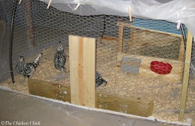 These Silver Spangled Hamburg pullets were kept in my basement in January, far away from the main flock, for 6 weeks before they took up residence in our new coop.