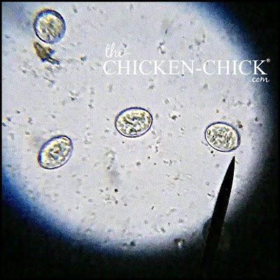 Coccidia Egg