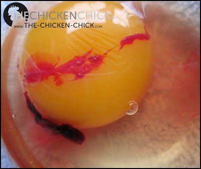 The blood in the following photo of an unincubated egg is NOT a developing embryo. The blood has nothing to do with the egg being fertilized or not fertilized, it was caused by a glitch that occurred while the yolk was being released from the hen's ovary and would have occurred whether or not a rooster mated with the hen that laid this egg.