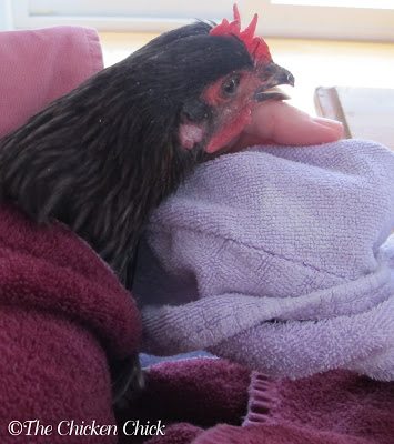 With my one free hand, I set my beak repair supplies on the kitchen table. I then wrapped BB in a large towel, burrito-style, with her wings comfortably but securely at her side and her feet covered. This technique keeps a chicken calm while preventing wing flapping in an attempt to flee and injuries to the caregiver from its toenails. The ‘towel burrito’ creates a safer environment to treat the bird. A second, smaller towel was draped loosely over BB’s eyes, which left her nasal passages (nares) free and kept her still. 