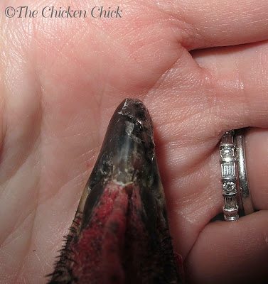 Next, I cleaned the area gently but thoroughly with Vetericyn spray, remembering that the exposed tissue was extremely sensitive. While the area was drying, I emptied the tea bag and cut out a small patch slightly larger than the torn area of the beak.