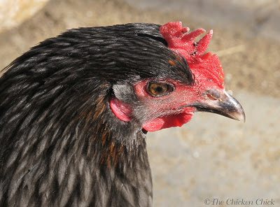 Repairing a Chicken's Broken Beak