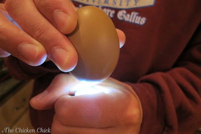 How to Tell if a Chicken Egg is Fertilized