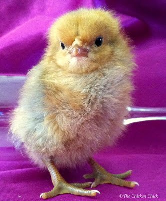I named the chick "Eve" for obvious reasons, hoping that the power of positive thinking would will the chick to be female and that a part of Max could stay with me. 