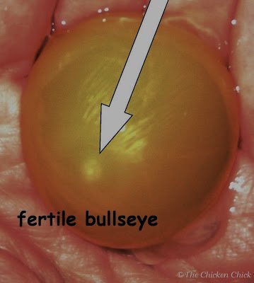 A fertile egg that is never incubated will never contain an embryo and will never look like anything other than common breakfast food.