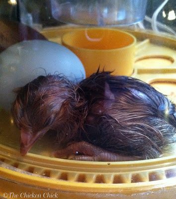 I named the chick "Eve" for obvious reasons, hoping that the power of positive thinking would will the chick to be female and that a part of Max could stay with me. 