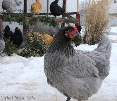 Repairing a Chicken's Broken Beak