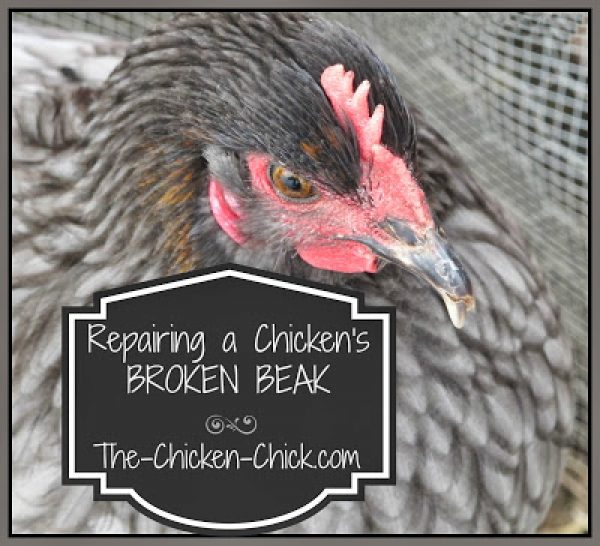 Repairing a Chicken's Broken Beak The Chicken Chick®