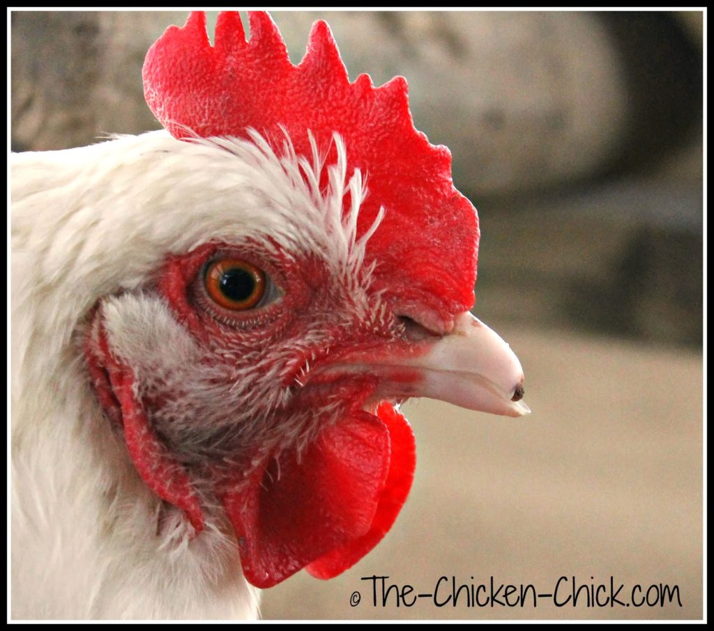Marilyn Monroe (White Orpington hen) broke the tip of her beak. It will require filing as the outer edges are sharp.