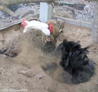 Dig, snuggle into ditch, scoop with beak, toss into feathers, roll, repeat, shake.