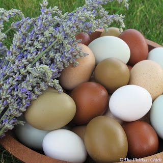 Only fertile eggs that have been incubated under proper conditions can become an embryo. Freshly collected eggs can never contain a chick.