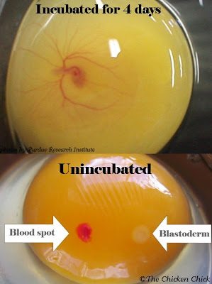A blood spot inside an egg can occur at various points in a hen's reproductive system as a result of a blood vessel rupturing. It can be the result of a genetic predisposition, a vitamin A deficiency, or a random event. There is no correlation between blood spots and fertile eggs. The misconception may have come about due to the appearance of incubated, fertile eggs developing veins at or around day four into incubation. Veining looks nothing like a blood spot, however.