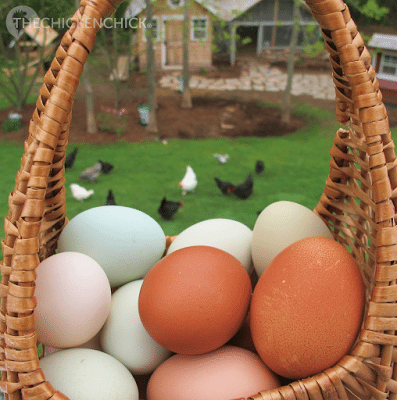 Infertile egg or fertile egg?  BackYard Chickens - Learn How to Raise  Chickens