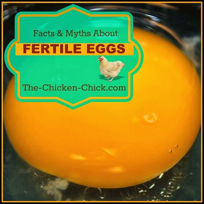 Facts and Myths about Fertilized Eggs