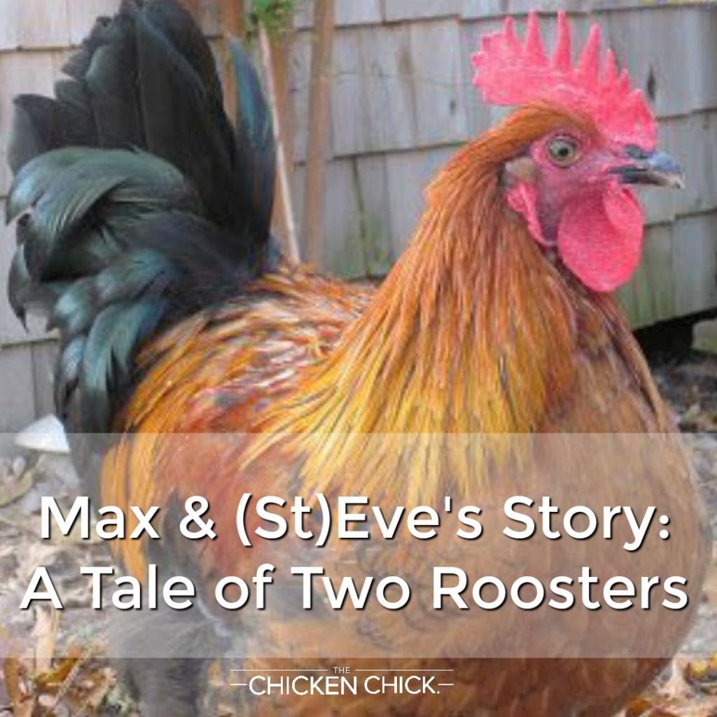 Max St Eve S Story A Tale Of Two Roosters The Chicken Chick