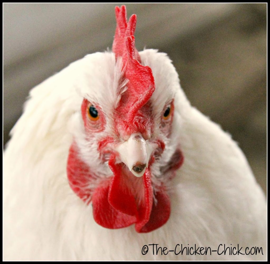 Marilyn Monroe (White Orpington hen) broke the tip of her beak. It will require filing as the outer edges are sharp.