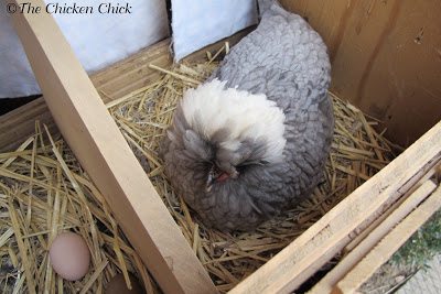 Sonny, my White Crested, Blue Polish pullet, was practicing for the big day. Her first egg was produced the next day. 