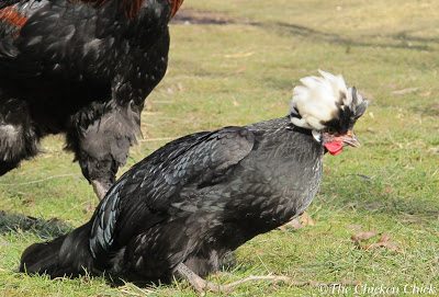 Submissive squat, preparing for mating.