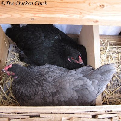 Set the Mood. One nest box should be available for every four layers in the flock. 