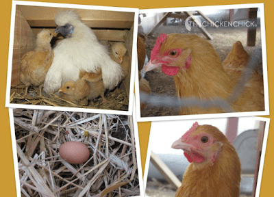 The pullet on the top, with the darker, larger comb and wattles laid this tiny egg today. They were all hatched at the same time and raised by my Silkie hen (top, left photo) so I expect the pullet with the smaller, lighter red comb and wattles will join Team Egg-layer soon!