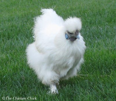 My Silkie, Freida, didn’t lay her first egg until she was 14 months old.