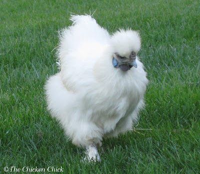 My Silkie, Freida, didn't lay her first egg until she was 14 months old.