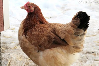 This photo of Gilda, my Wheaten Marans, was taken 5 weeks prior to the one below. 