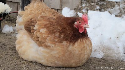 In five weeks, Gilda's comb and wattles have tripled in size and darkened. I expect an egg from her any day now.